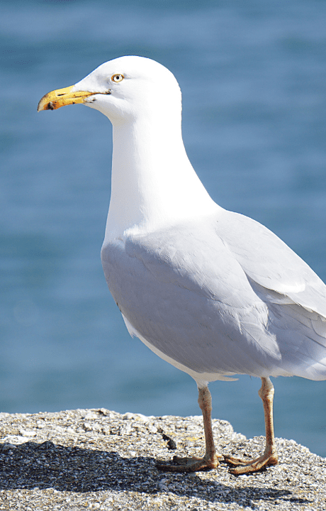 mouette vendée